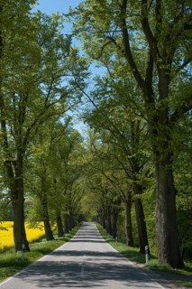 Largeleaf linden (Tilia platyphyllos) avenue next to rapeseed field