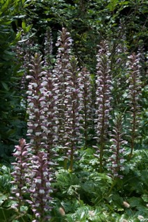 Acanthus (Acanthus) in bloom