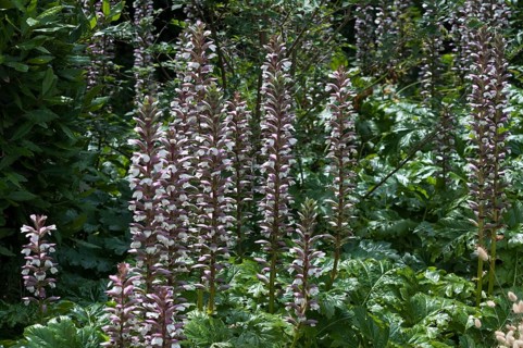 Acanthus (Acanthus) in bloom