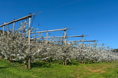 Young cherry trees