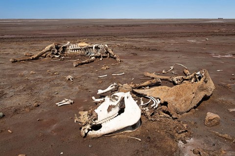 Dead camel