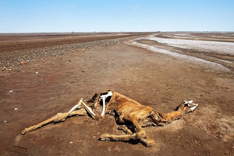Dead camel