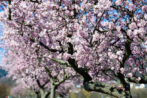 Blossoming almond trees in Edenkoben