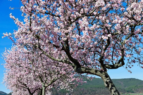 Blossoming almond trees in Edenkoben