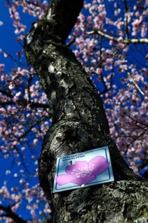 Blossoming almond trees in Edenkoben