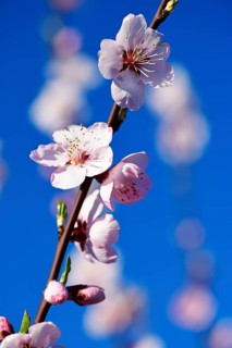 Blossoming almond trees in Edenkoben