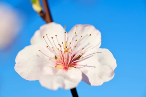Blossoming almond trees in Edenkoben