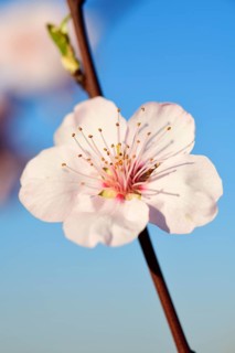 Blossoming almond trees in Edenkoben