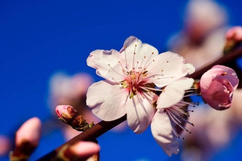 Blossoming almond trees in Edenkoben