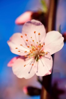 Blossoming almond trees in Edenkoben