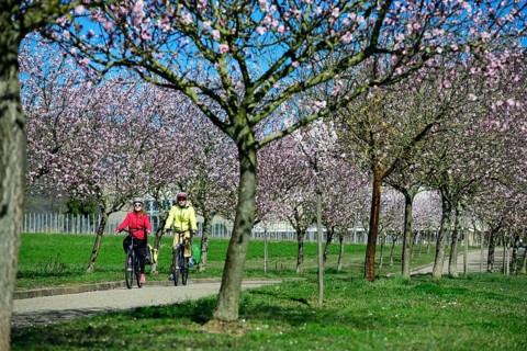 Cyclist in an alley flowering almond tree