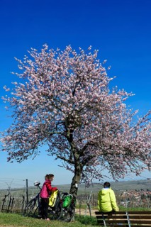 Cyclists take a break on the Palatinate Almond Trail near Leinsweiler