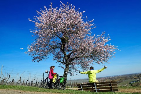 Cyclists take a break on the Palatinate Almond Trail near Leinsweiler