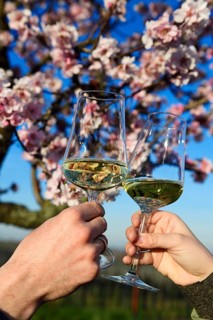 Pair toasting with white wine in front of a flowering almond tree