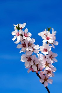 Almond blossoms