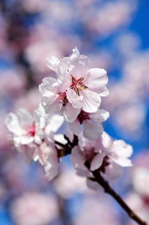 Almond blossoms