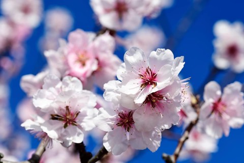 Almond blossoms