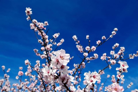 Almond blossoms