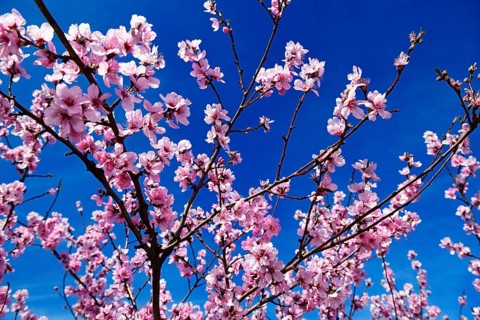 Almond blossoms