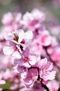 Almond blossoms
