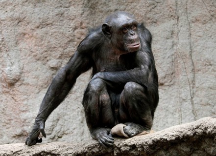 West African Chimpanzee (Pan troglodytes verus)