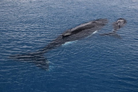 Humpback whale (Megaptera novaeangliae) mother and calf resting on the water surface