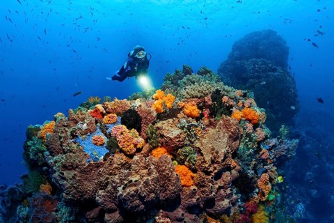 Diver views Coral colony