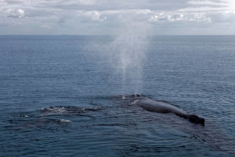 Humpback whale (Megaptera novaeangliae)