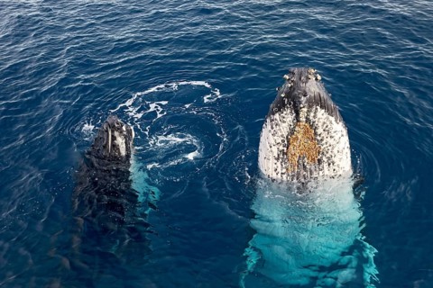 Humpback whale (Megaptera novaeangliae) with pup