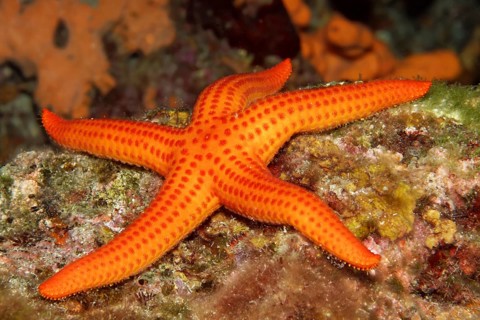 Orange starfish