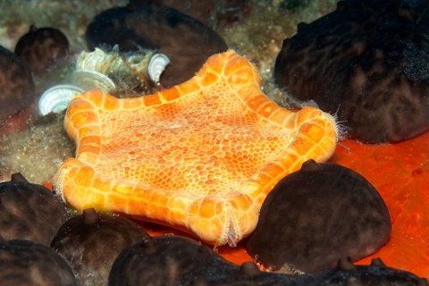 Placenta cushion starfish (Sphaerodiscus placenta)