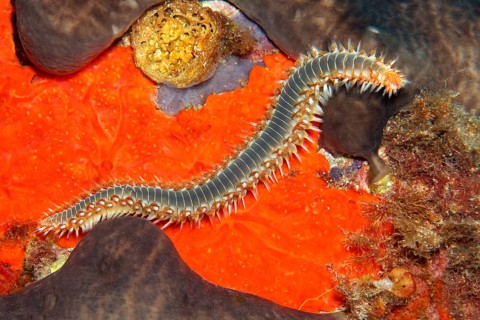 Bearded fireworm or fireworm (Hermodice carunculata)