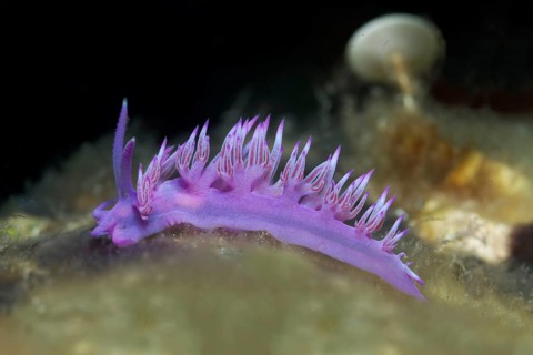 Violet Sea slug (Flabellina affinis) Sithonia