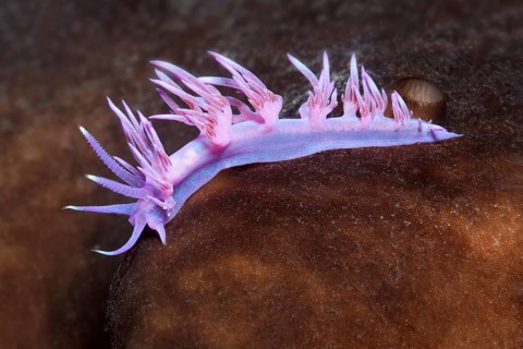 Violet Sea slug (Flabellina affinis) Sithonia