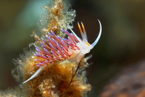 Sea slug (Cratena peregrina)