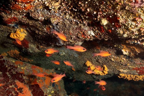 Overhang with swarm of cardinalfish (Apogon imberbis)