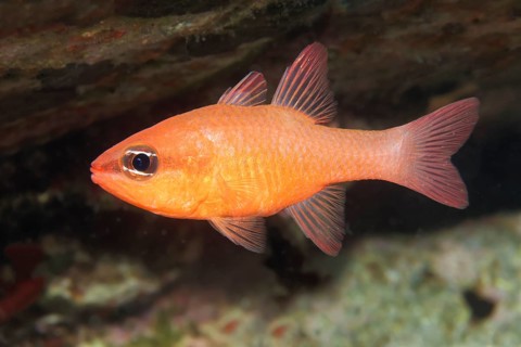 Cardinalfish (Apogon imberbis)
