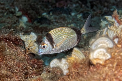 Diplodus vulgaris (Diplodus vulgaris)