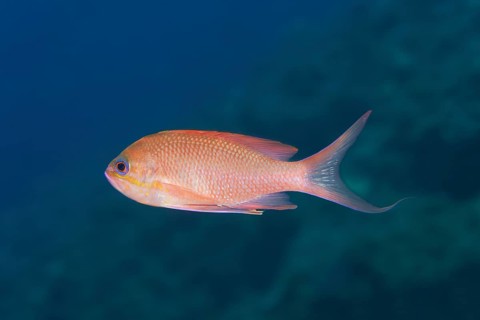 Mediterranean Anthias (Anthias anthias) male