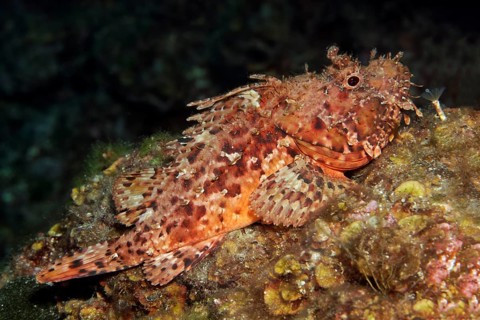 Bearded scorpionfish (Scorpaenopsis barabatus)