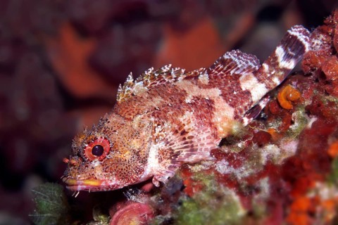 Black scorpionfish