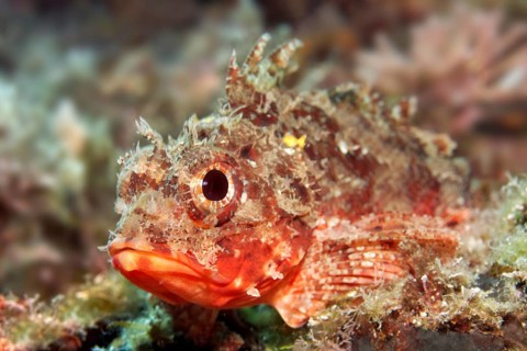 Black scorpionfish