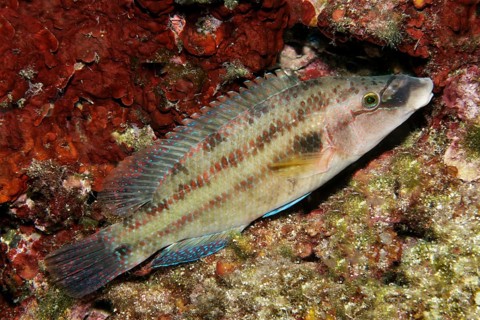 peacock wrasse (Symphodus tincta)