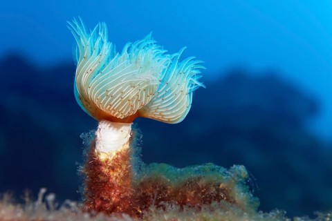 Protula tubularia (Protula Tubularia)