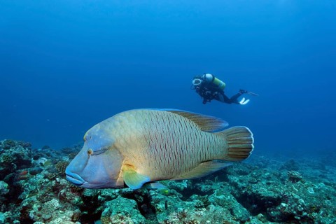 Diver observing humphead wrasse (Cheilinus undulatus)