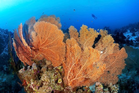 Diver floats over coral reef ridge with Giant Sea Fans (Annella mollis)
