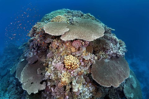 Large coral block with Steinkoralle sp. (Acropora robusta) and other stone corals (Hexacorallia)