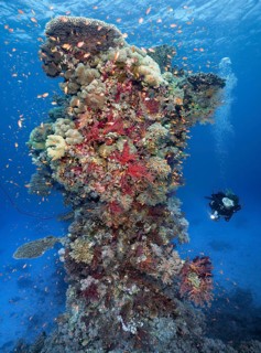 Diver with lamp looking at coral reef