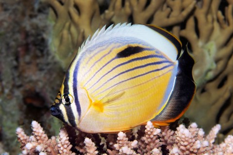 Blacktail butterflyfish (Chaetodon austriacus) floats over Acropora Coral (Acroporidae)
