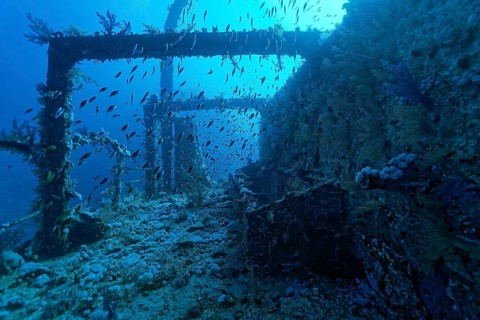 Overgrown shipwreck of the Numidia